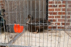 i284289739395123253._szw440h440_