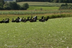 i284289739395123270._szw440h440_