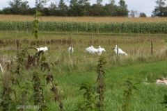 i284289739395123280._szw440h440_